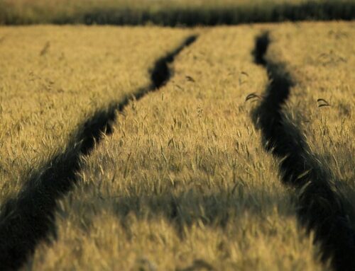 The Complete Guide to Farming Divorce