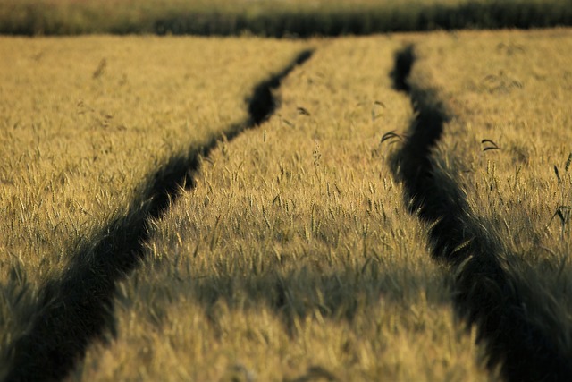 two lines in a wheat field representing two people going separate ways during farming divorce