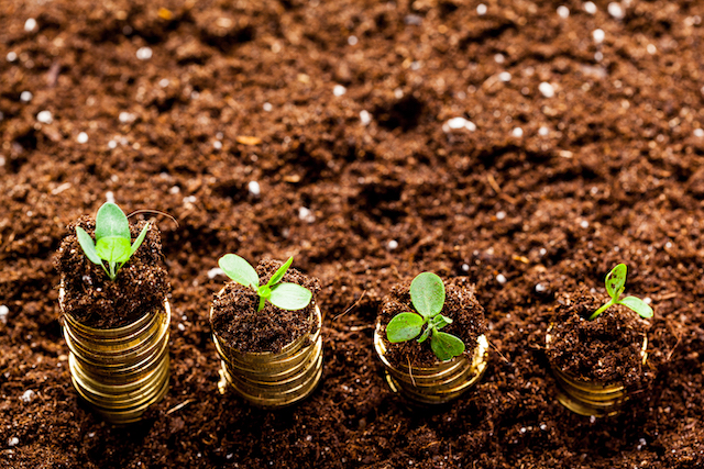 seedlings growing on coins, representing the financial growth you might expect from a pension on divorce expert